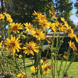 Meet your Posher, Jesse